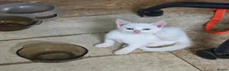 British Shorthair cats for sale: British Shorthair kittens  - Advert 2