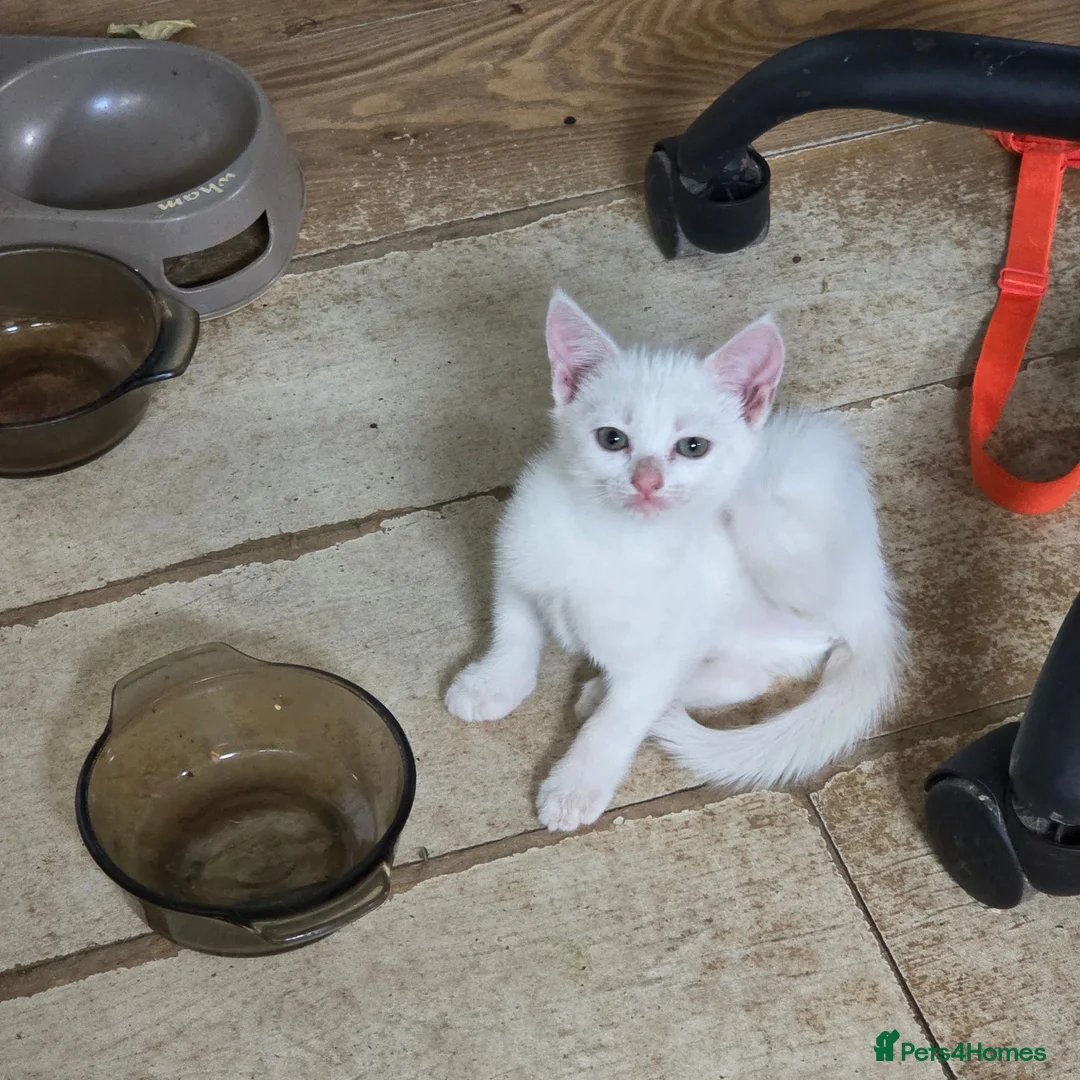 British Shorthair cats for sale: British Shorthair kittens  - Advert 2