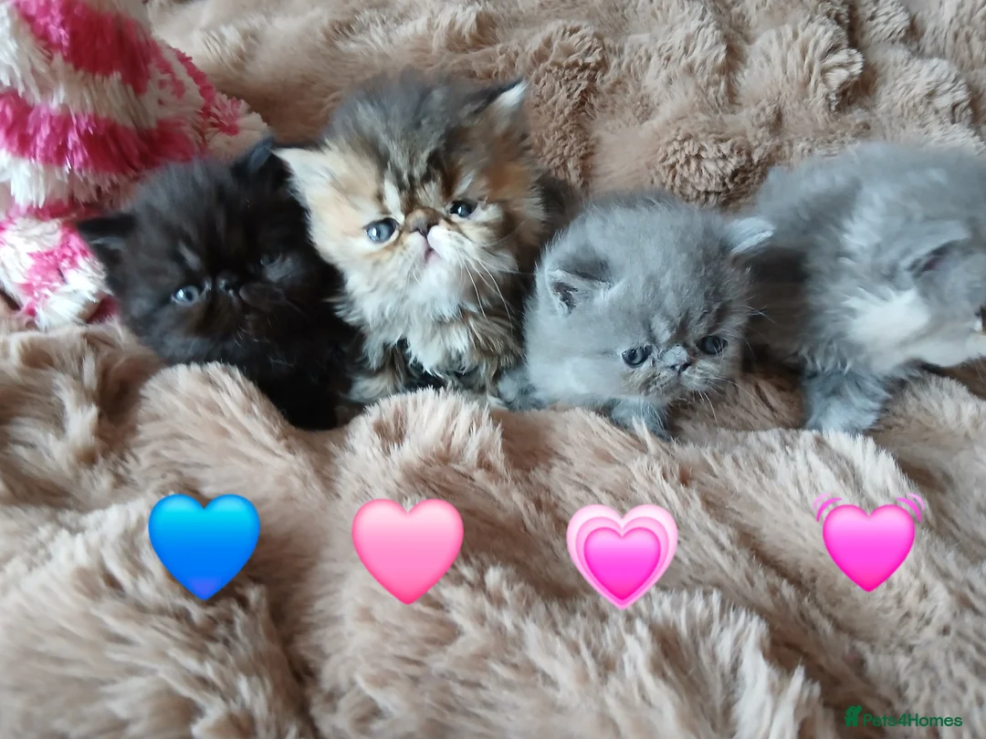 Exotic cats for sale:  Pedigree GCCF Registered Persian Exotic's  - Advert 1