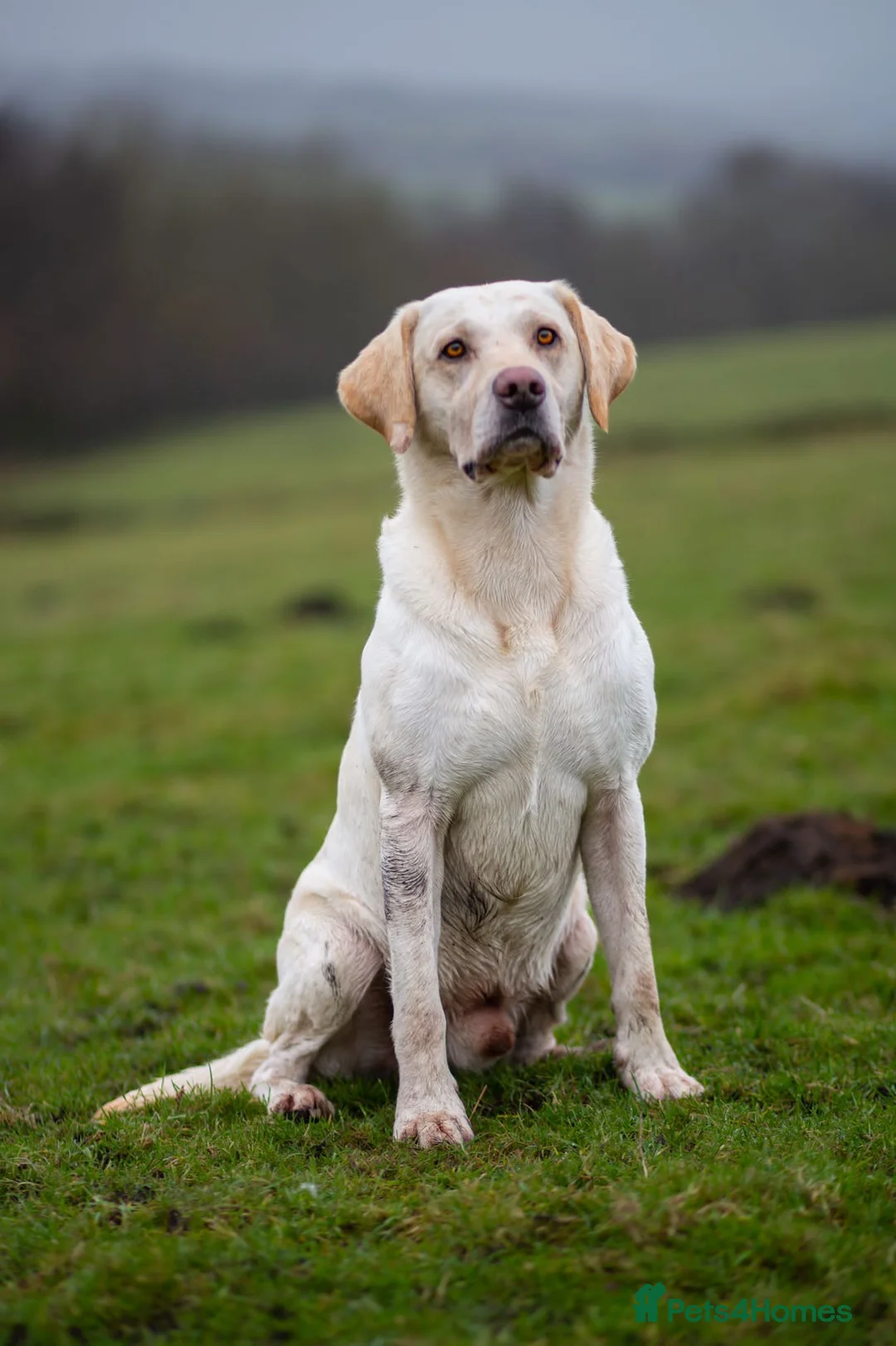 Labrador Retriever dogs for stud: Yellow Working Labrador Gundog HEALTH TESTED in Chorley - Advert 8