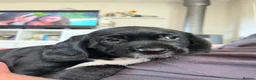 Springador dogs for sale: Happy chappy Springador looking for forever home  in Newquay - Advert 8