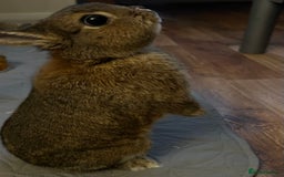 Netherland Dwarf rabbits for sale: playful female netherland dwarf rabbit (spayed) - Image 3