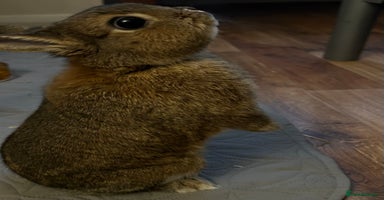 Netherland Dwarf rabbits - Advert 4