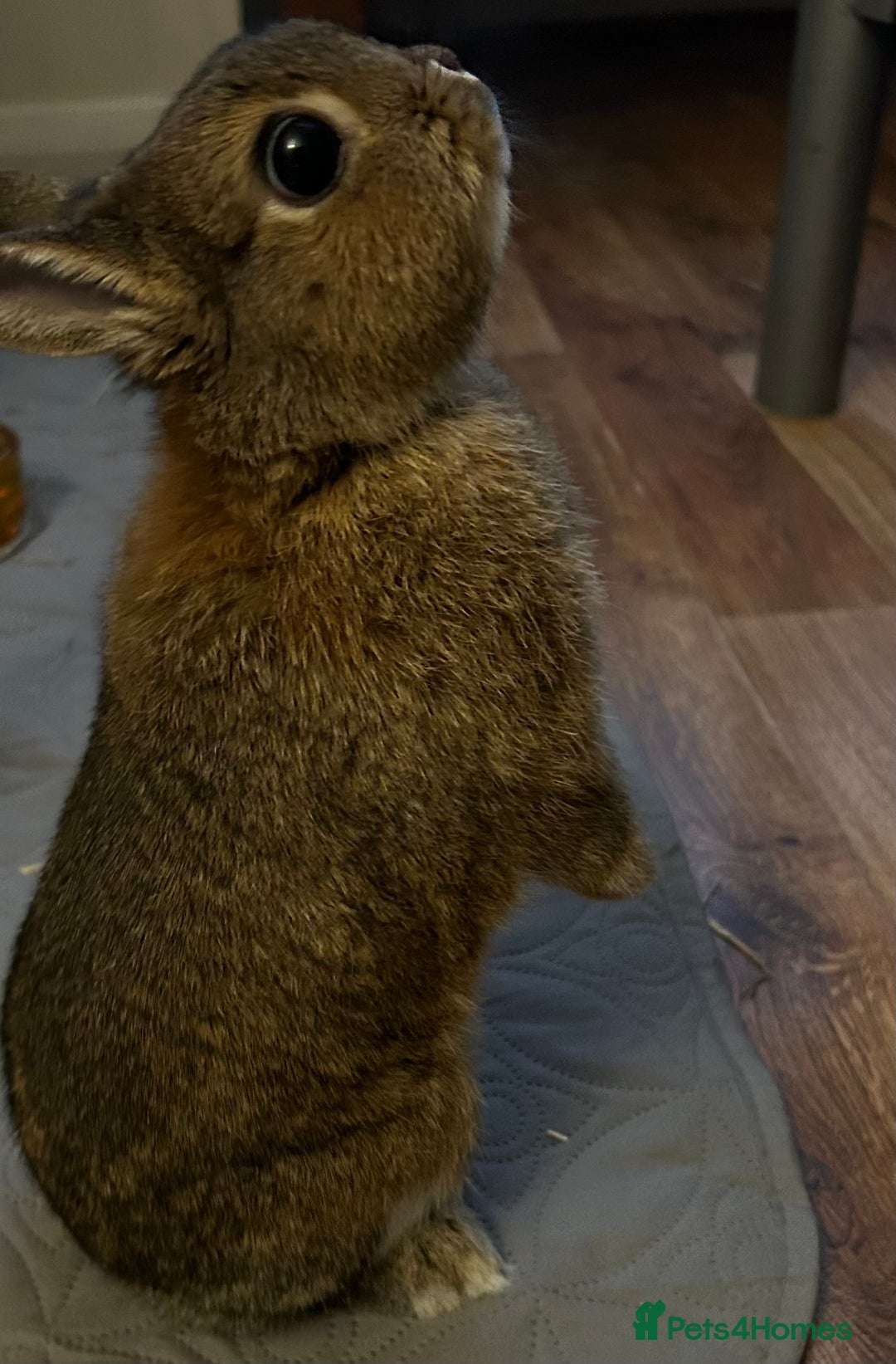 Netherland Dwarf rabbits for sale: playful female netherland dwarf rabbit (spayed) - Image 3