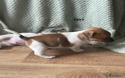 Jack Russell dogs for sale: Jack Russel Pups Short Legged - Image 18