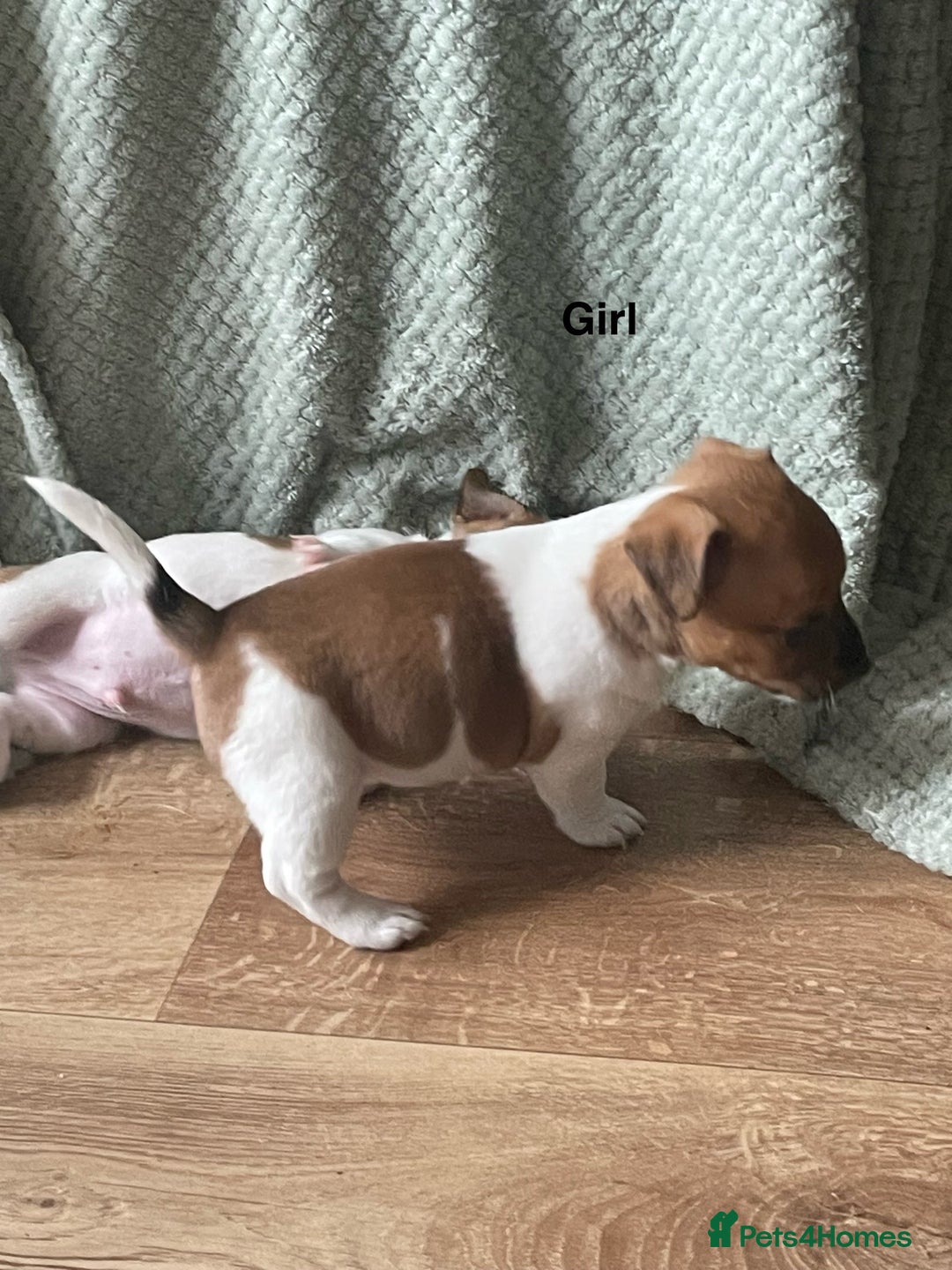 Jack Russell dogs for sale: Jack Russel Pups Short Legged - Image 18