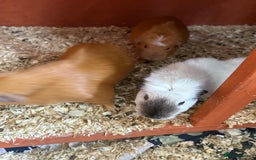 Guinea Pig rodents for sale: Father son mother and 2 daughters  - Image 2