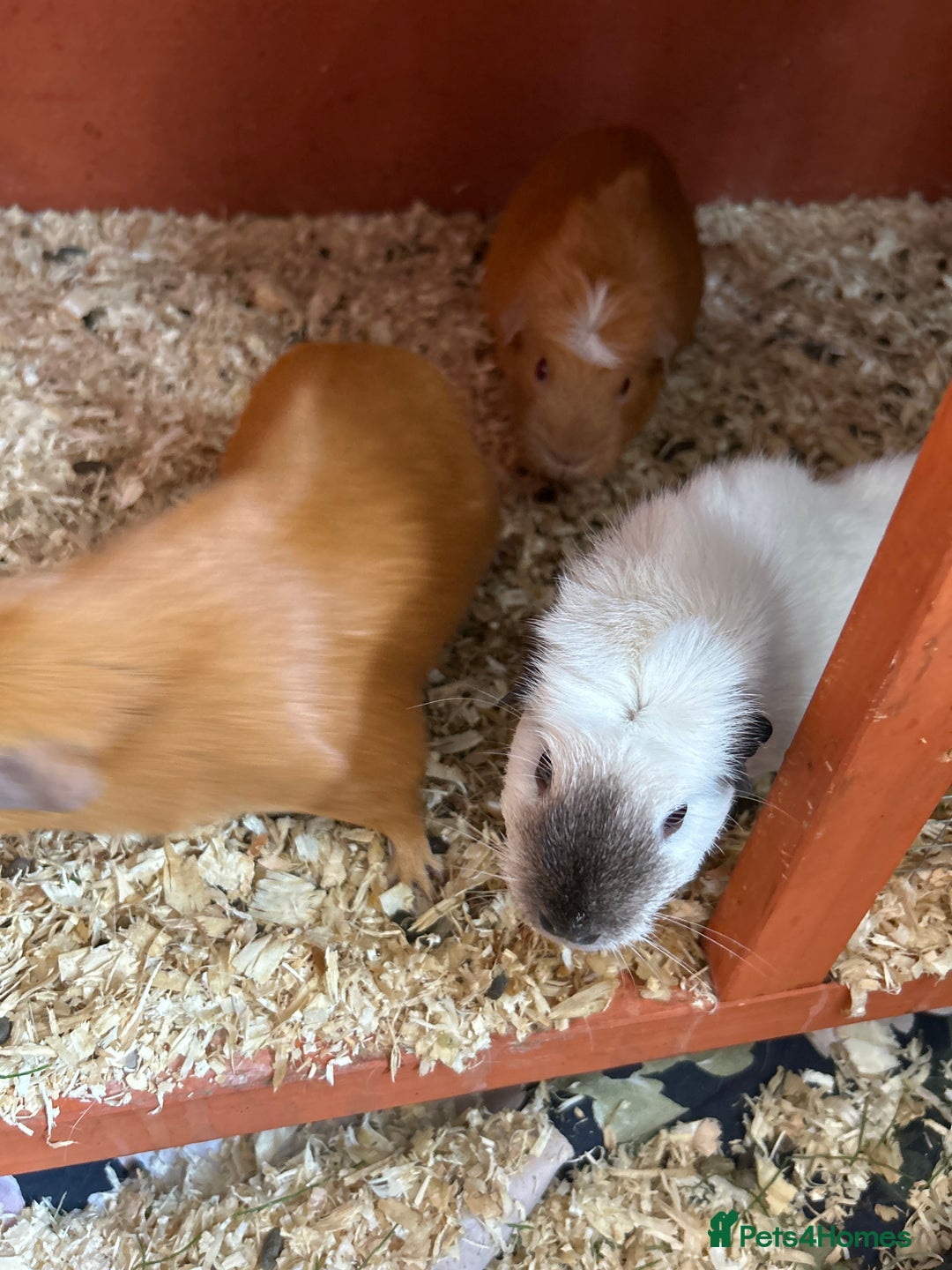 Guinea Pig rodents for sale: Father son mother and 2 daughters  - Image 2