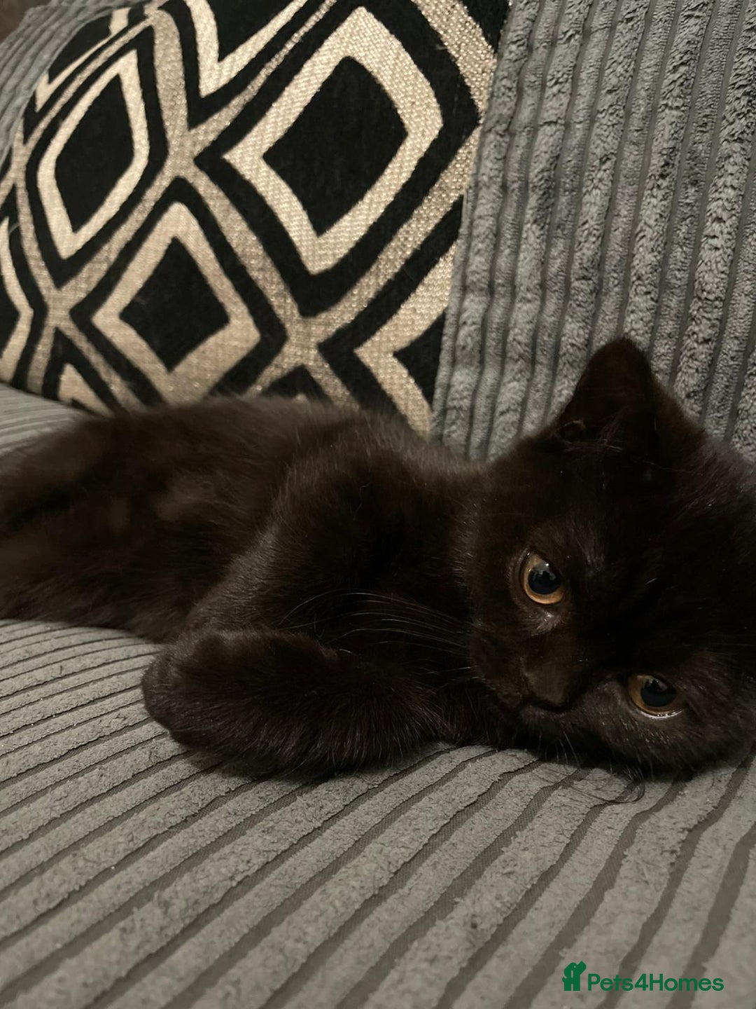 British Shorthair cats for sale: GCCF Black British Shorthair Kittens - Advert 10