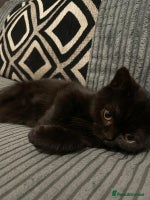 British Shorthair cats GCCF Black British Shorthair Kittens - Advert 10