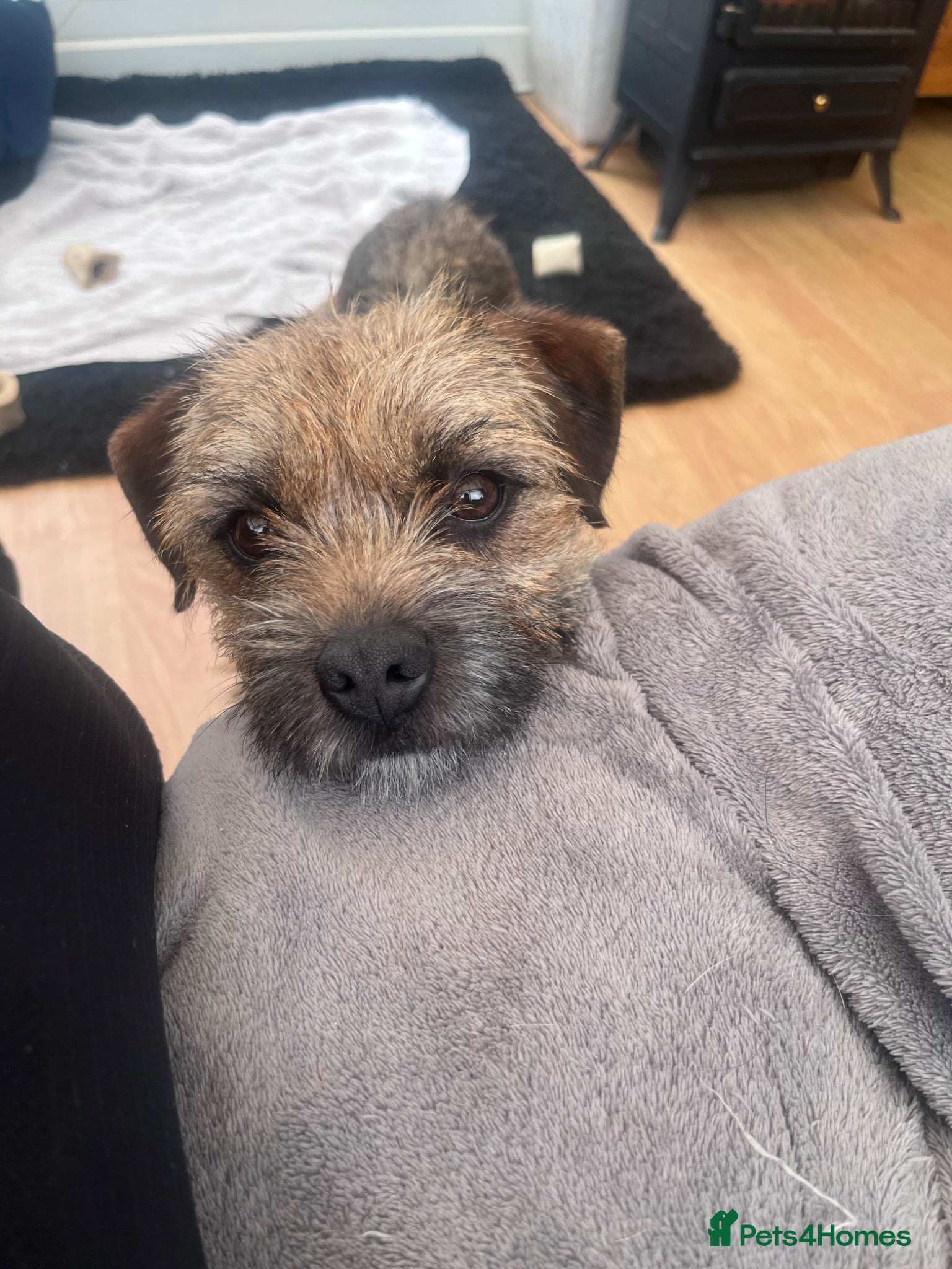 Border Terrier dogs Border Terrier Male Puppies  - Advert 15