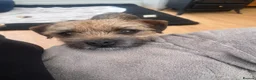Border Terrier dogs for sale: Border Terrier Male Puppies  - Advert 5