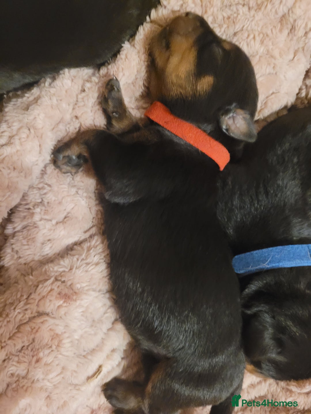 Rottweiler dogs for sale: Giant rottweiler pups,bred 4 size/health/temprment - Advert 27