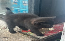 Mixed Breed cats for sale: 3 female kittens ready to go  - Image 11