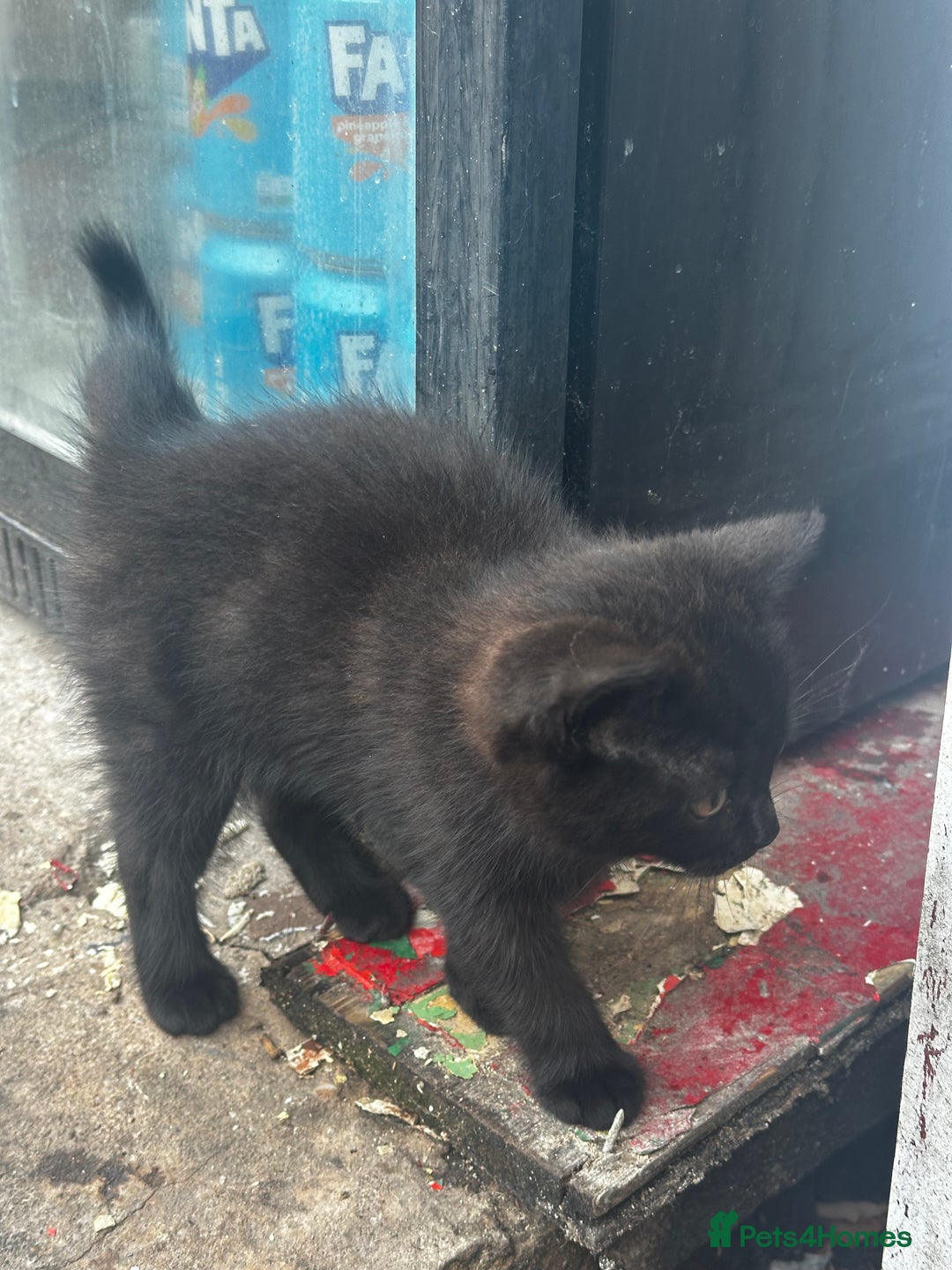 Mixed Breed cats for sale: 3 female kittens ready to go  - Image 11