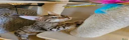 Savannah cats for sale: 3 beautilful F5 Savannah kittens - Advert 5