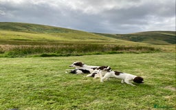 English Springer Spaniel dogs for sale: English Springer Spaniel Pups  - Image 29