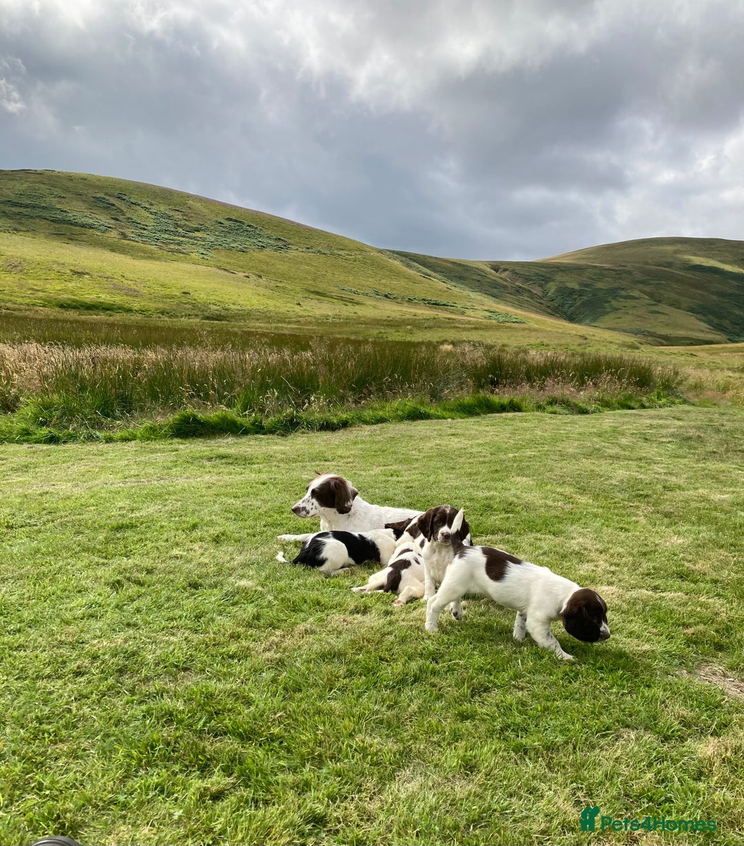 English Springer Spaniel dogs for sale: English Springer Spaniel Pups  - Image 29
