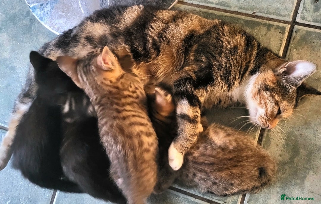 Domestic Shorthair cats for sale: 4 playful kittens ready for new homes  - Image 9