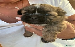 Shih Tzu dogs for sale: ShihTzu  - Image 15