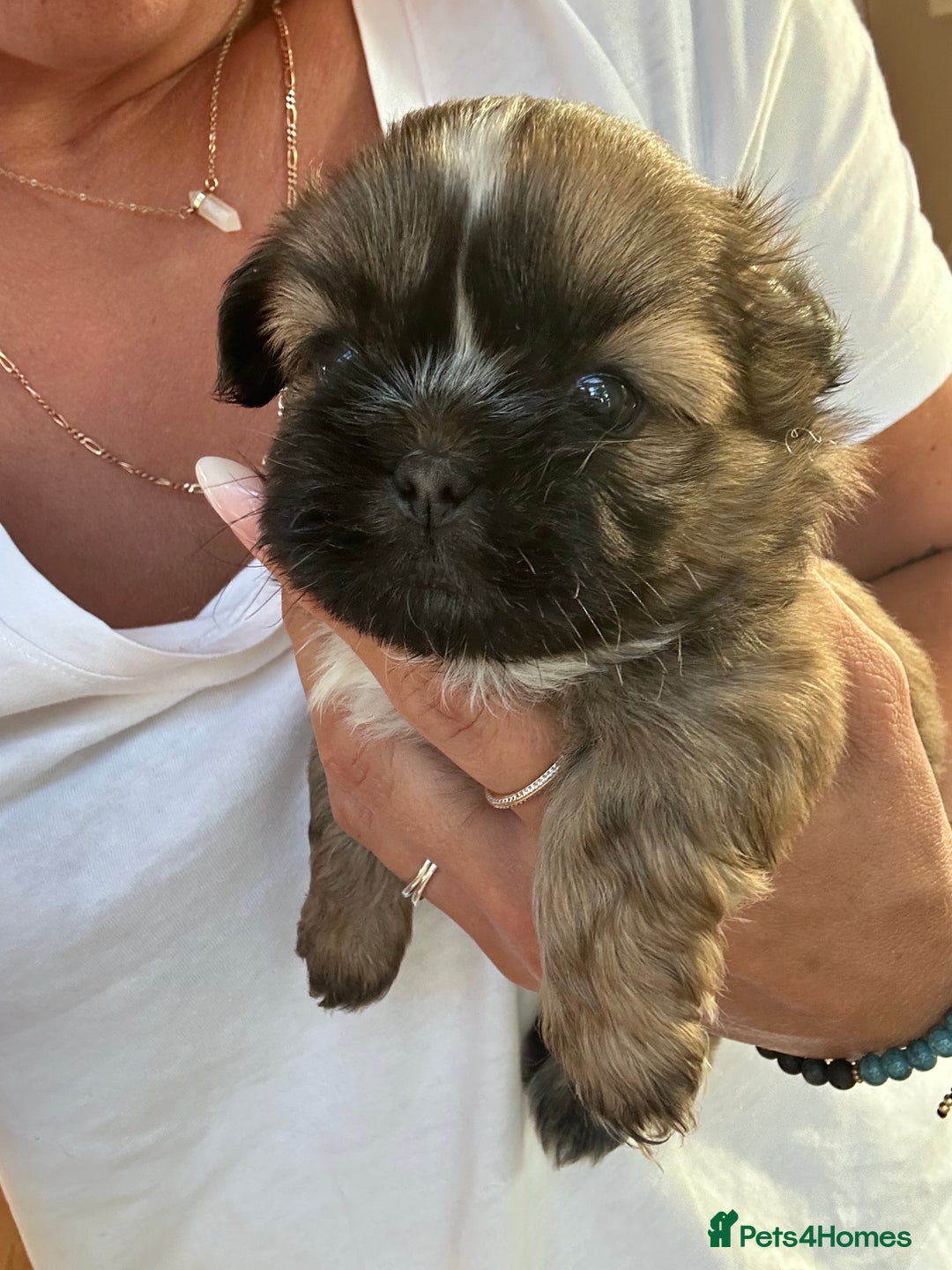 Shih Tzu dogs for sale: ShihTzu  - Image 15