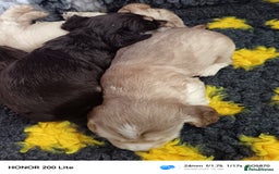 Cocker Spaniel dogs for sale: Show type Cocker spaniel puppy's KCR - Image 3