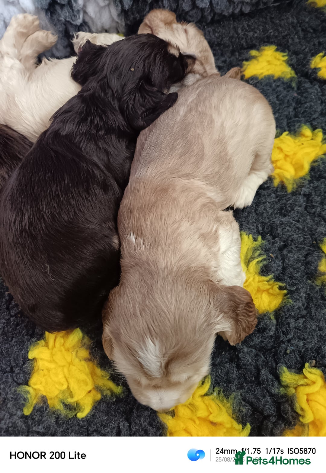 Cocker Spaniel dogs for sale: Show type Cocker spaniel puppy's KCR - Image 3