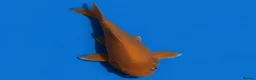 Koi Carp fish for sale: Japanese Koi - Top Quality - Advert 11