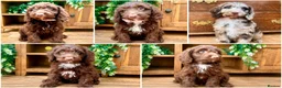 Sproodle dogs for sale: Merle and Chocolate F1  Sproodles  - Advert 1