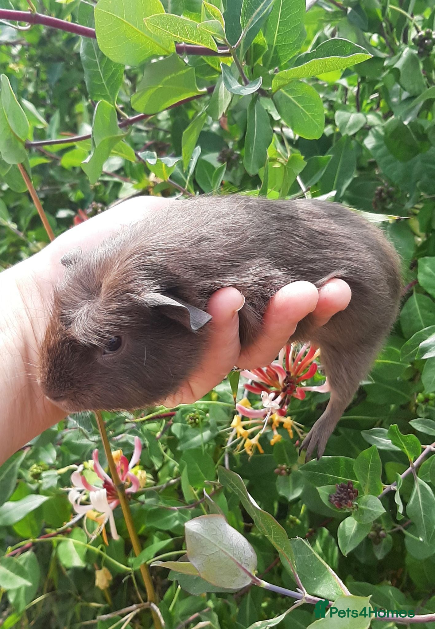 Guinea Pig rodents Skinny pigs and guinea pig babies - Advert 1