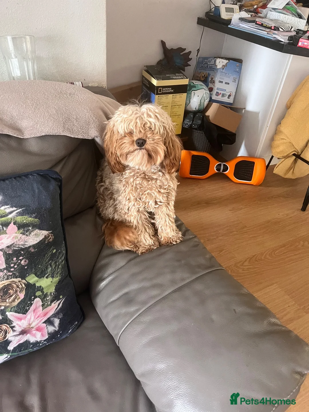 Cavapoo dogs for sale: Percy pudding  - Advert 2