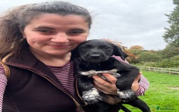 Mixed Breed dogs for sale: GSP x Lab looking for active forever homes.  - Image 4