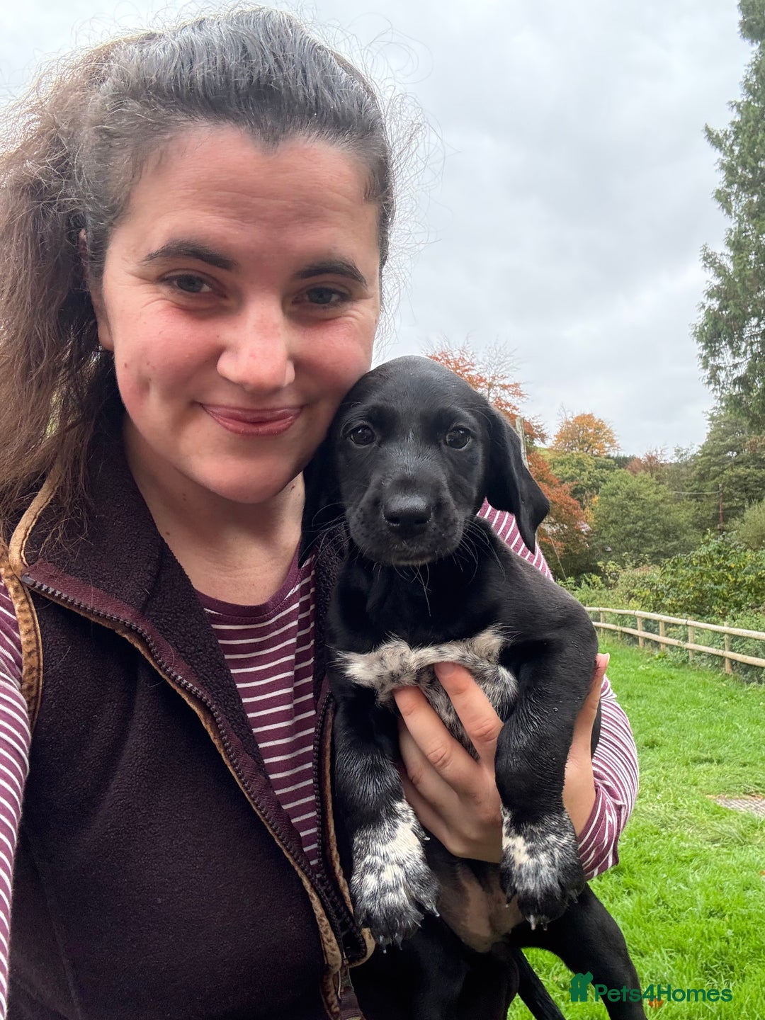 Mixed Breed dogs for sale: GSP x Lab looking for active forever homes.  - Image 4