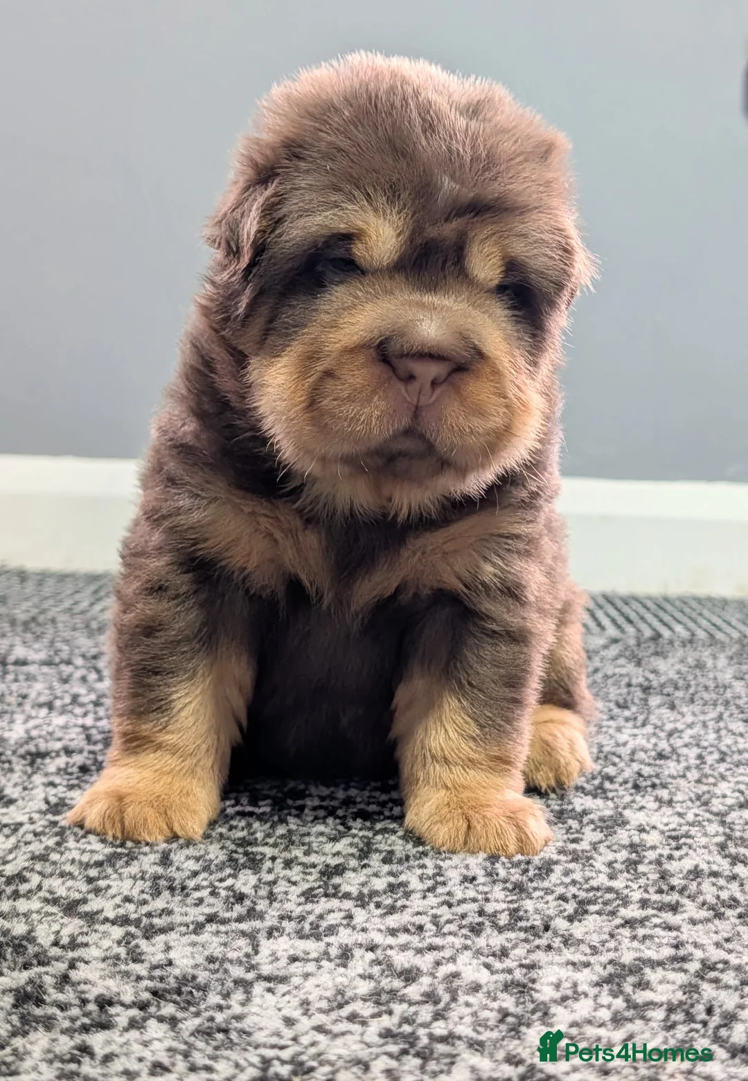 Shar Pei dogs for sale: Stunning Rare Shar Pei (Bear Coat) Pups - Advert 18