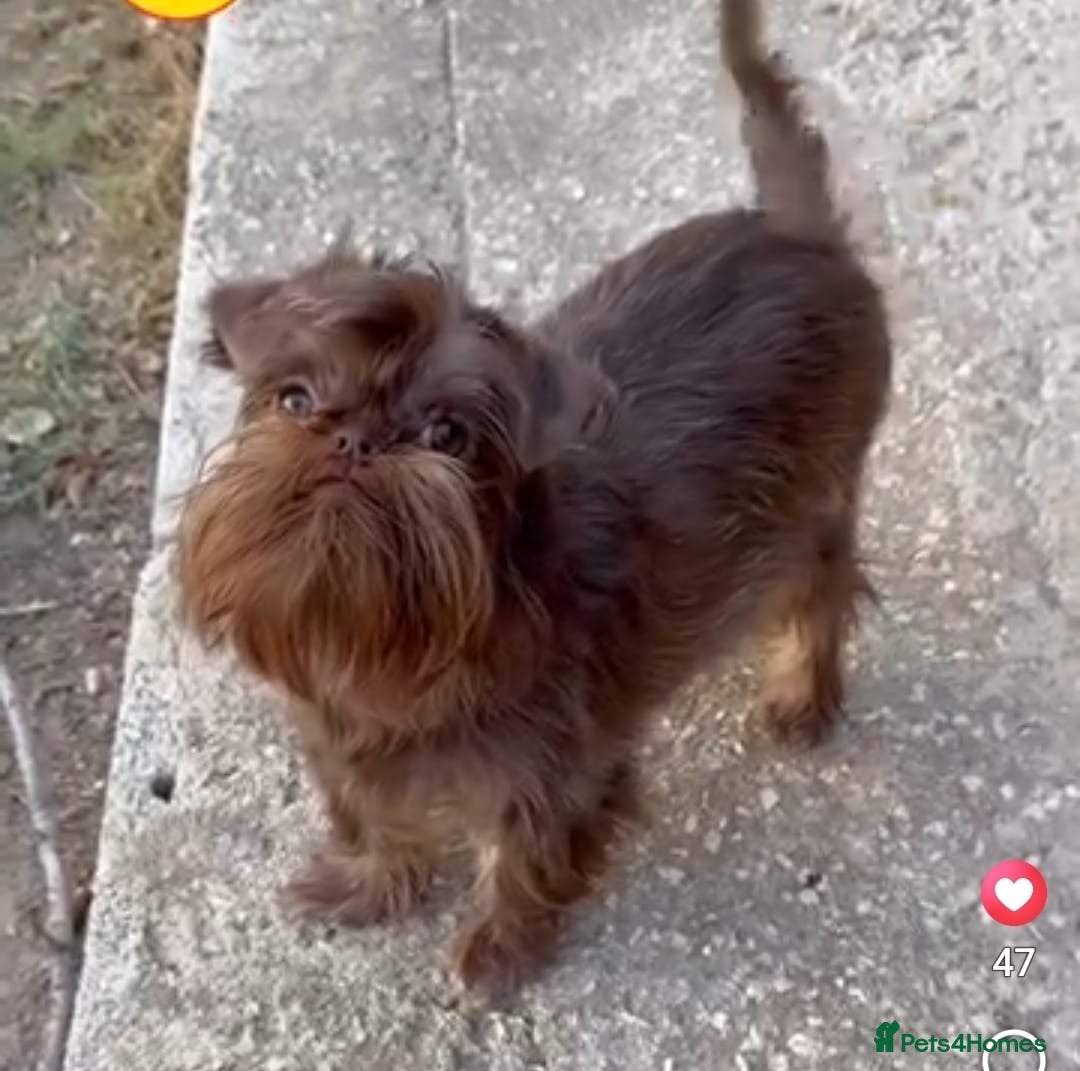 Griffon Bruxellois dogs Adorable chocolate boy - Advert 6