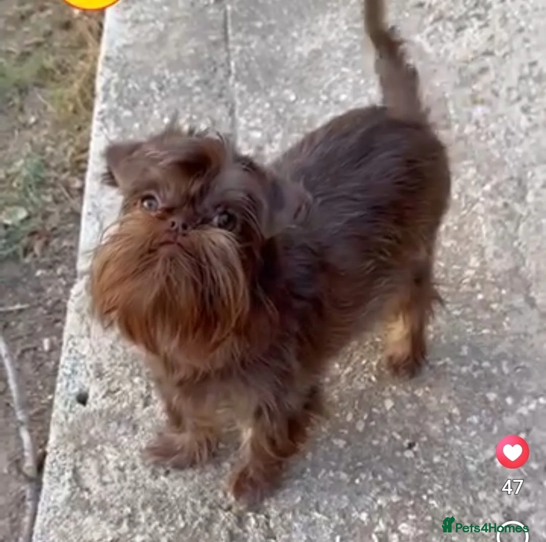 Griffon Bruxellois dogs for sale: Adorable chocolate boy - Advert 1