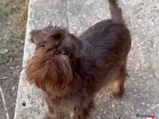 Griffon Bruxellois dogs Adorable chocolate boy - Advert 6