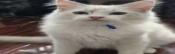 Ragdoll cats for sale: TICA Registered Pedigree Ragdoll Kittens  - Advert 7