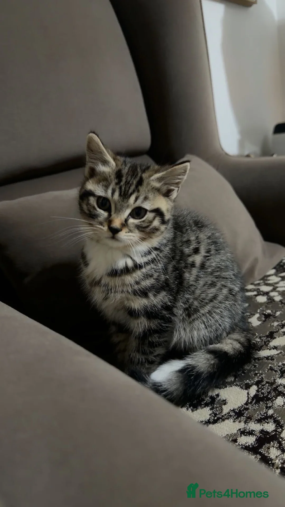 British Shorthair cats for sale: Kitten  - Advert 15