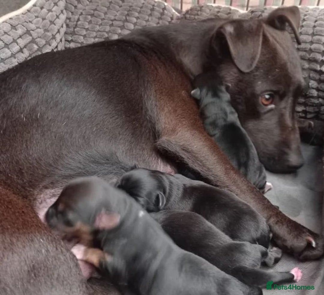 Jack Russell dogs for sale: 1 male and 1 female black Jack Russell - Advert 3