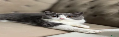 British Shorthair 5