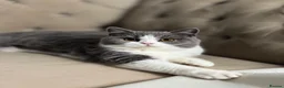 British Shorthair cats for sale: Stunning BritishShorthair Beautiful Fluffy Kittens in Maidstone - Advert 4