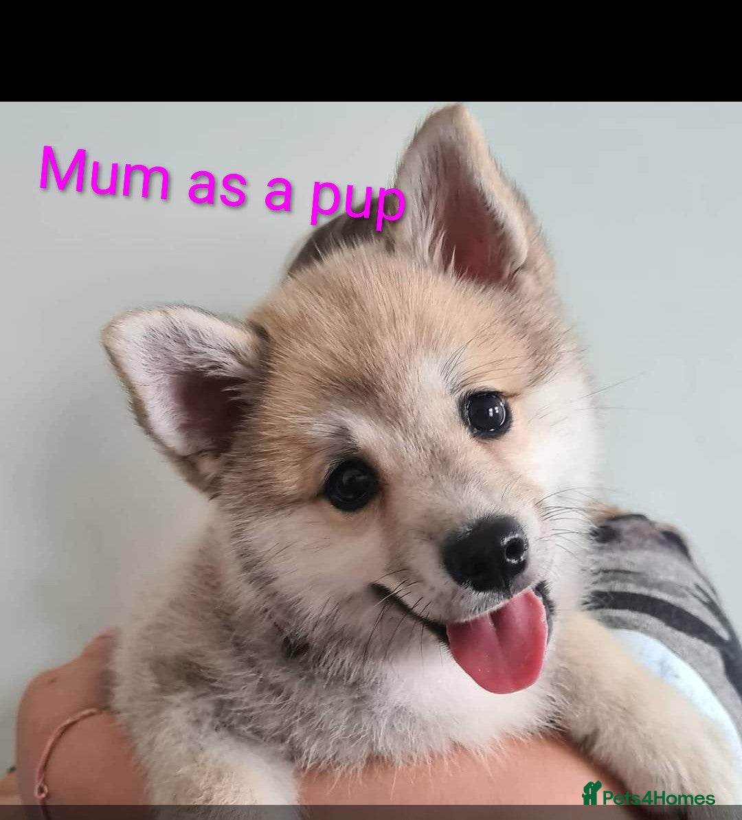 Mixed Breed dogs for sale: RARE!!!!! Siberian Cocker Puppy. - Advert 5