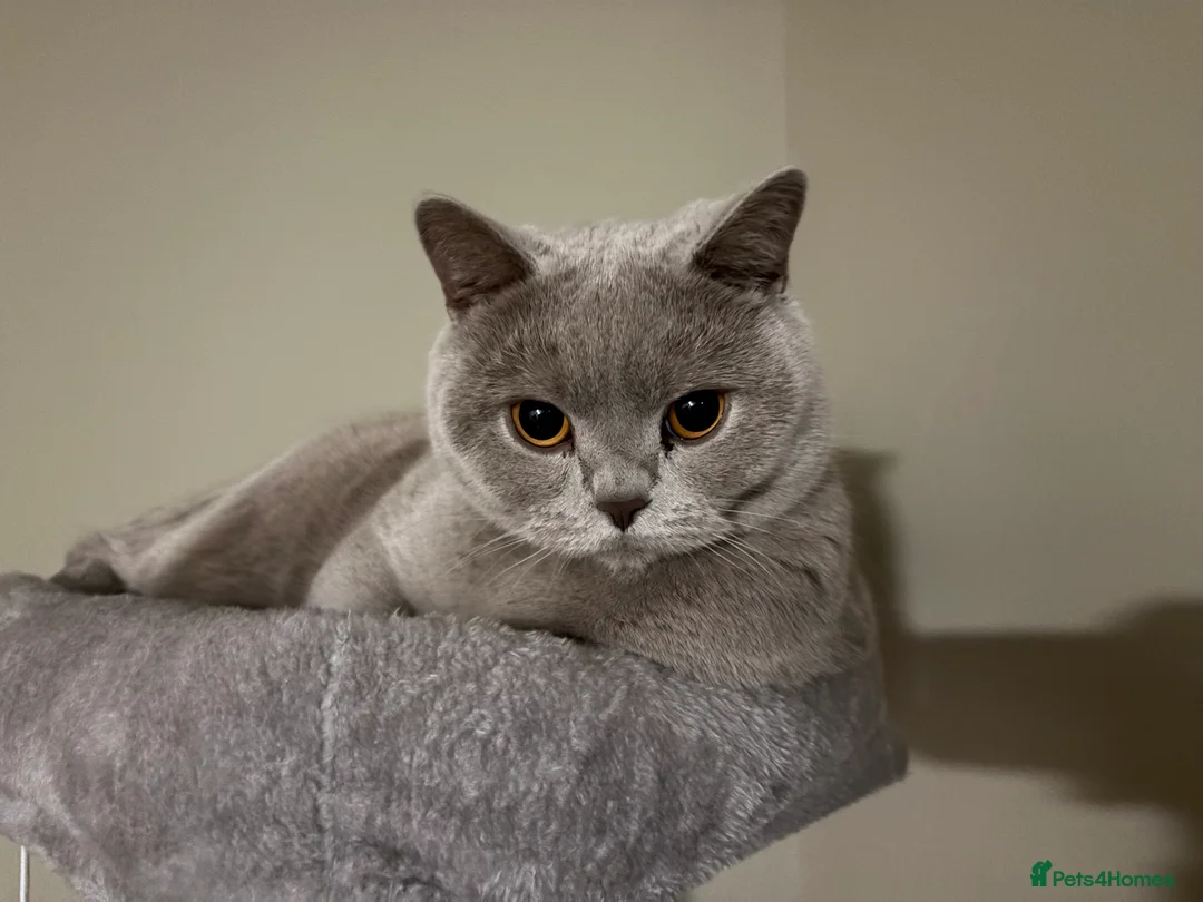 British Shorthair cats for sale: British blue short hair Stormi 🩶 in Accrington - Advert 6
