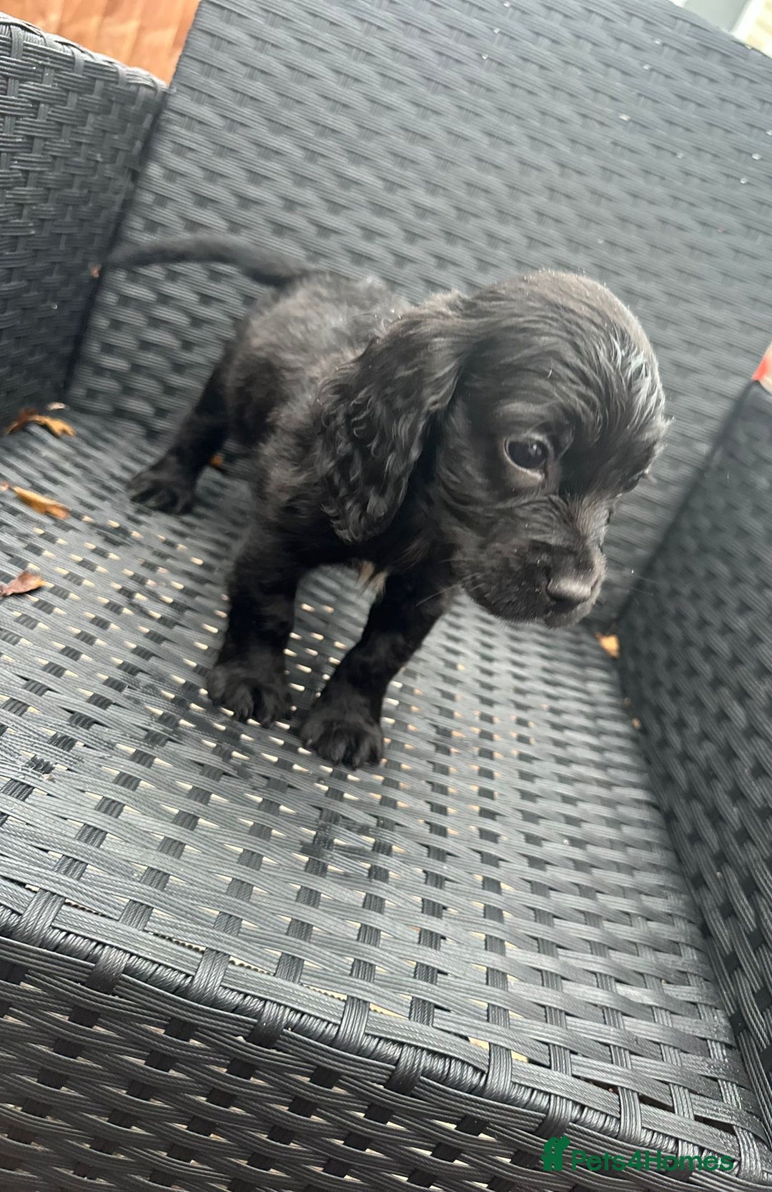 Sprocker dogs for sale: Sprocker spaniel puppies - Advert 4