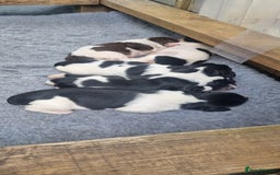 English Springer Spaniel dogs for sale: Kc registered traditional springer pups  - Image 2