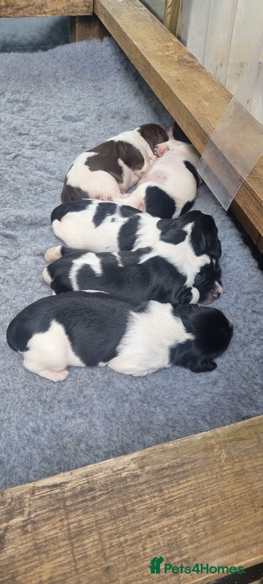 English Springer Spaniel dogs for sale: Kc registered traditional springer pups  - Image 2