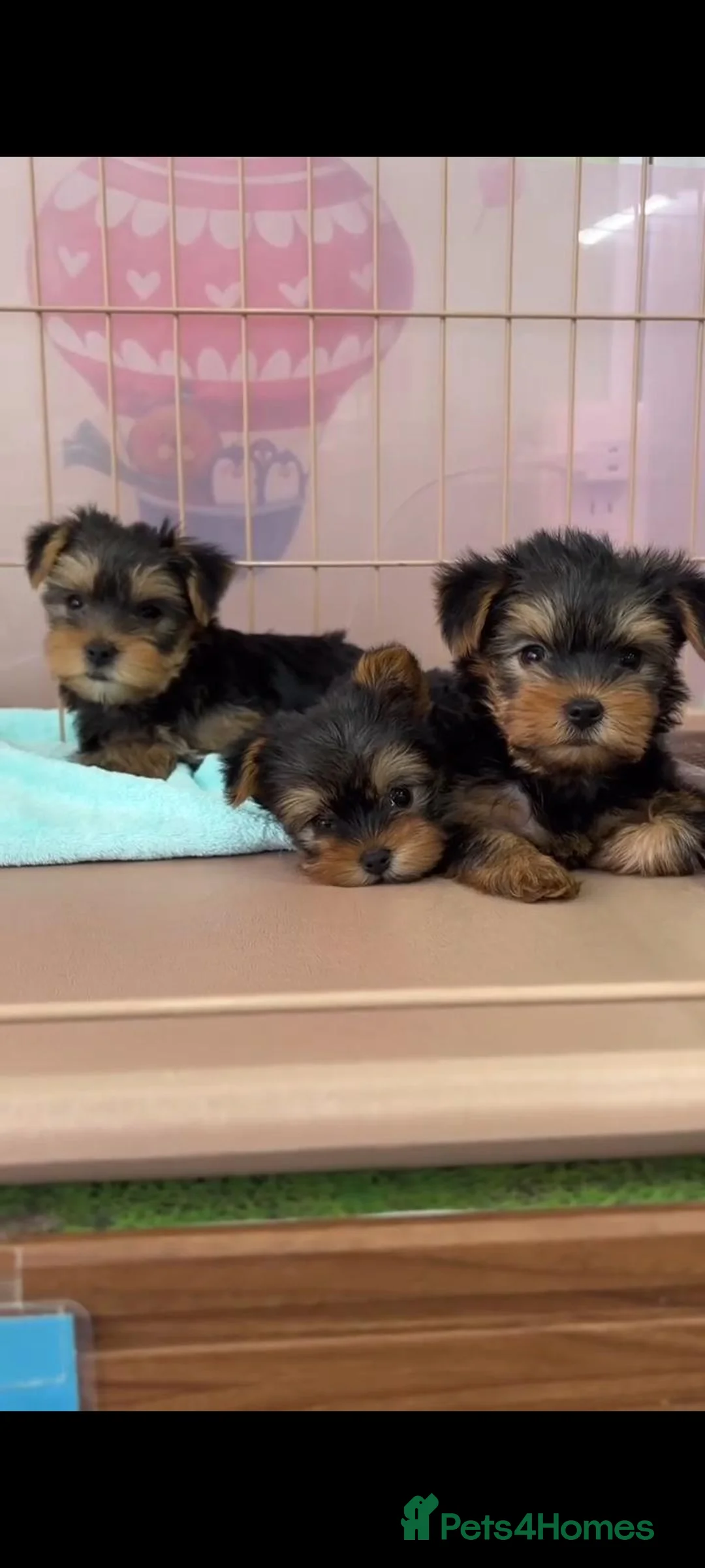 Yorkshire Terrier dogs for sale: Tiny Yorkie Treasures – Little Personalities  - Advert 7