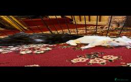 Maine Coon cats for sale: Maine coon kittens - Image 2