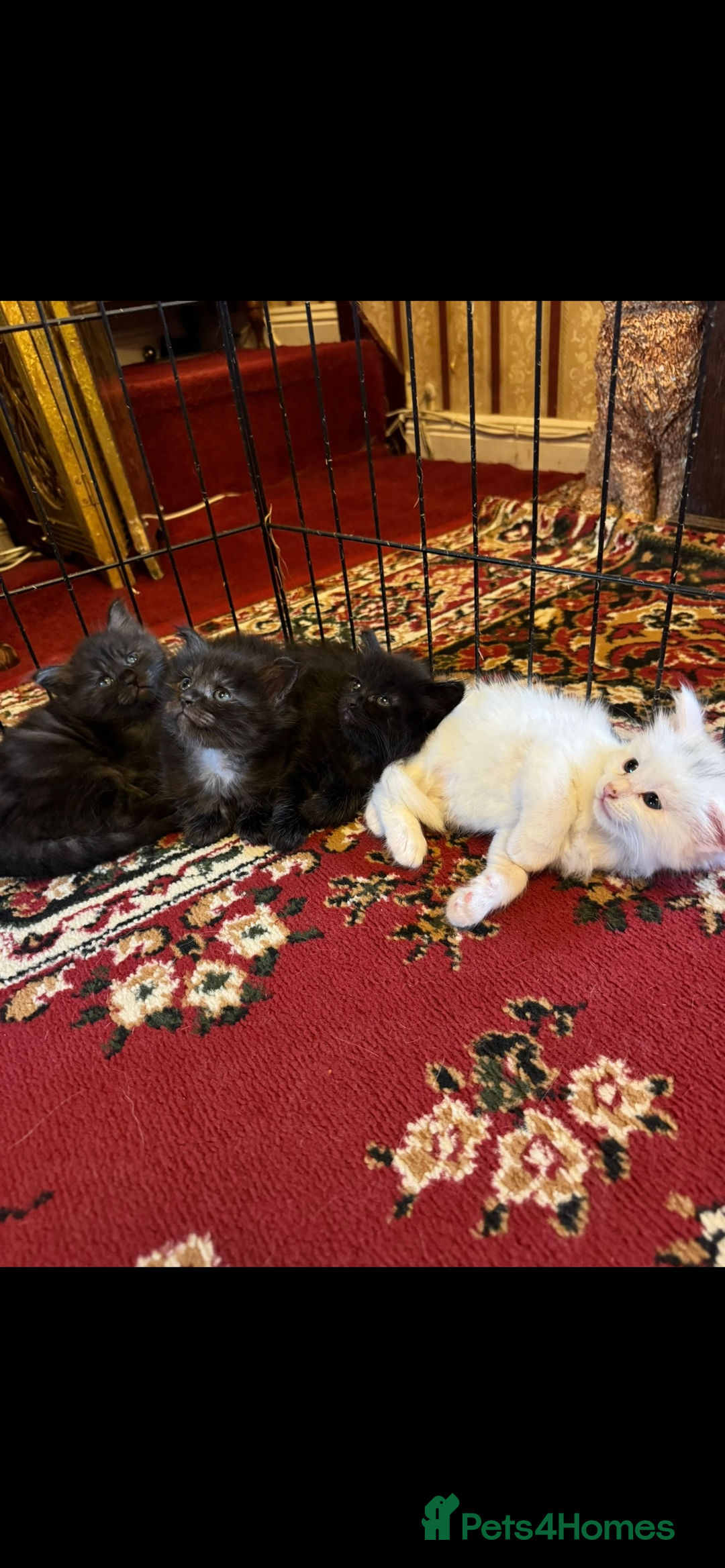 Maine Coon cats for sale: Maine coon kittens - Image 2